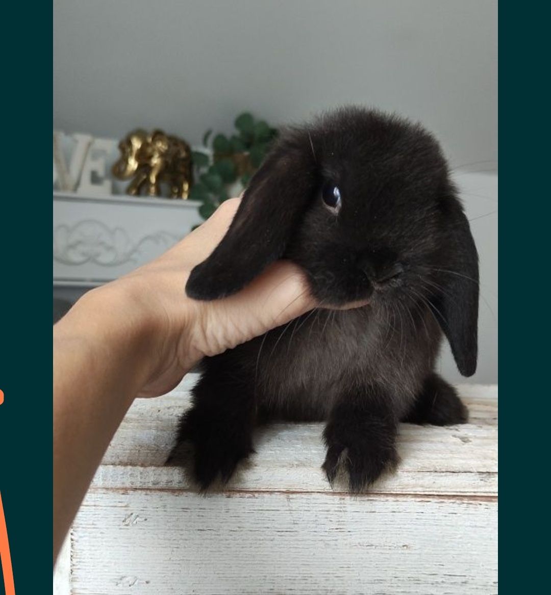 Mini Lop królik gotowe do odbioru