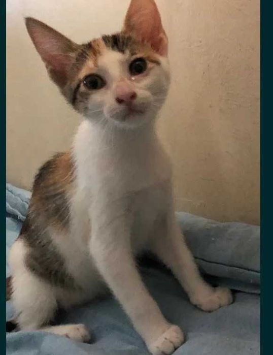 Gatinhos bébés para adopção