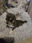 Chihuahua liliowy