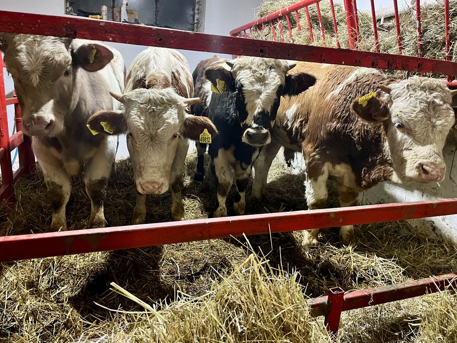 Sprzedam 12 odsadów mięsnych