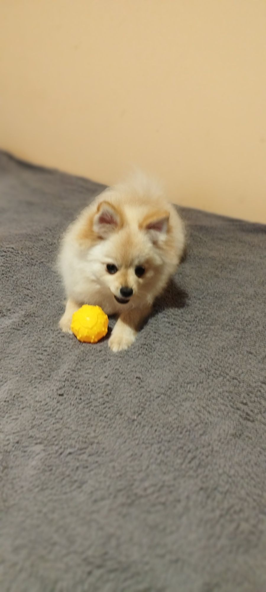 Szpic miniaturowy pomeranian chłopiec samiec