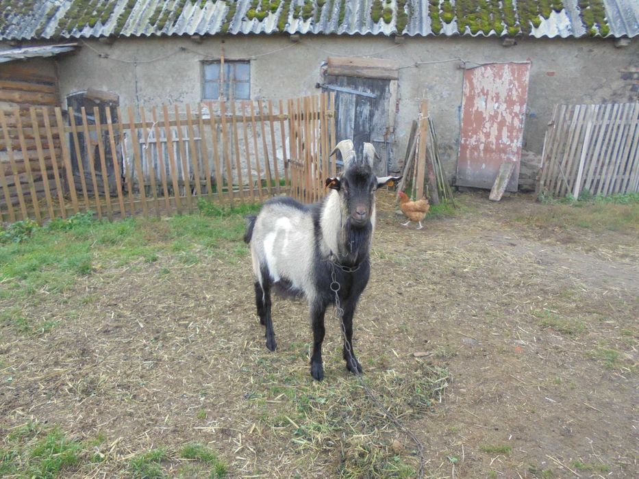 Sprzedam lub zamienię koziołka