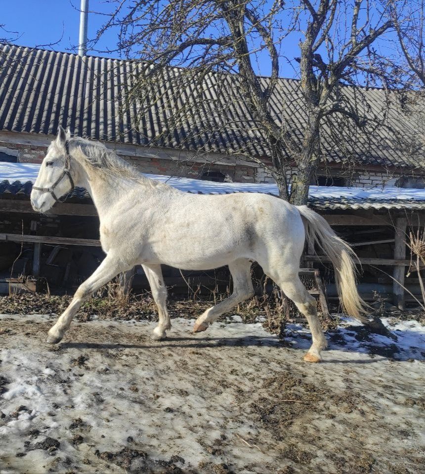 Продається кінь (мерен), лошадь, орловська рисиста