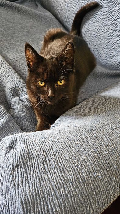 Gatinha para adopção RESPONSÁVEL