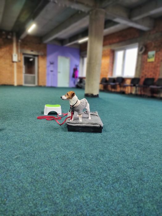 Кінолог Дресирування Собак