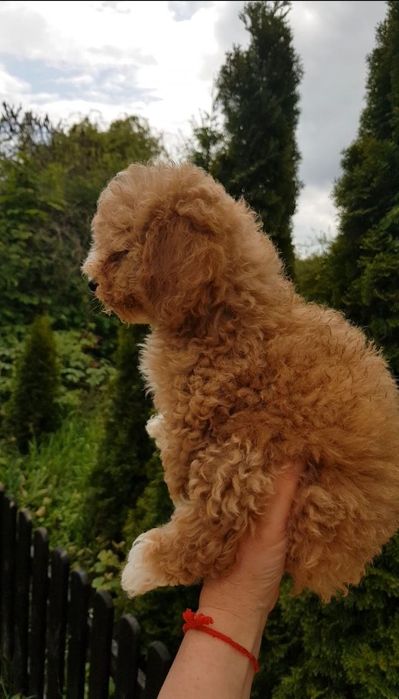 Продажа собак мальтіпу