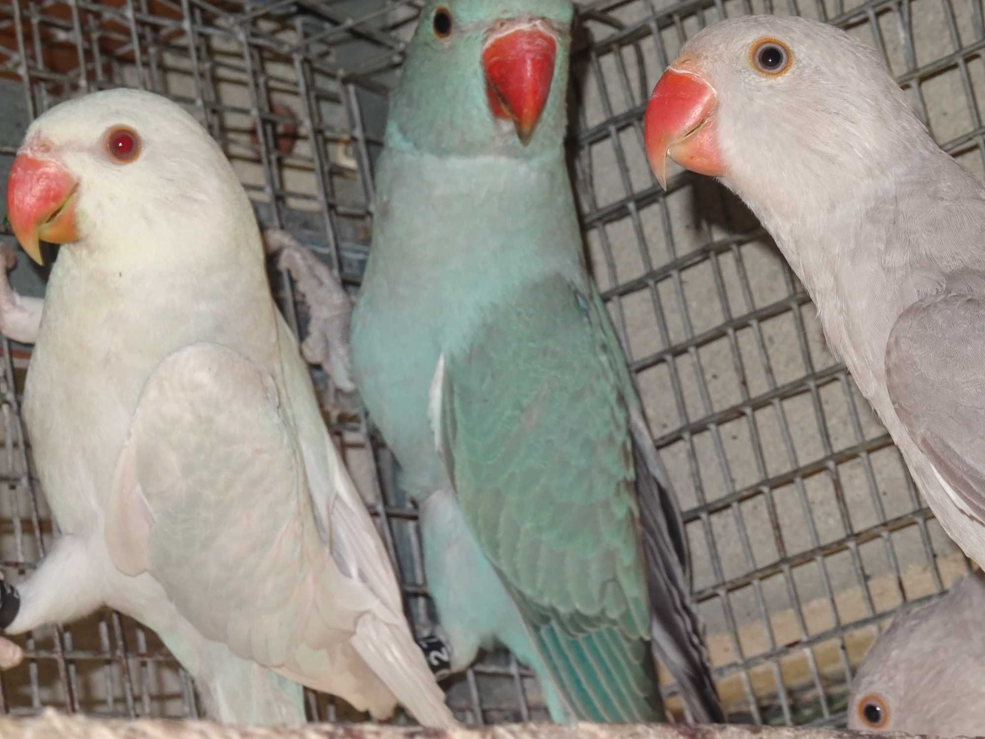 ring necks para cedência de 2025 machos e fêmeas