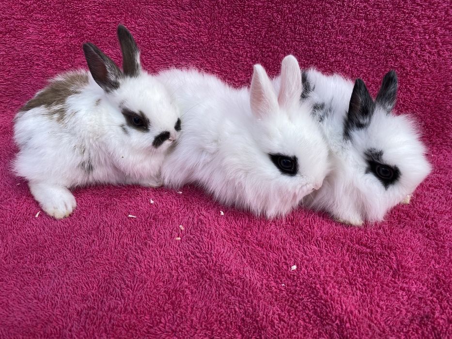 Декоративные кролики