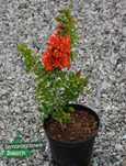 Pigwowiec japoński SADZONKI Chaenomeles japonica C2 20cm WYSYŁKA