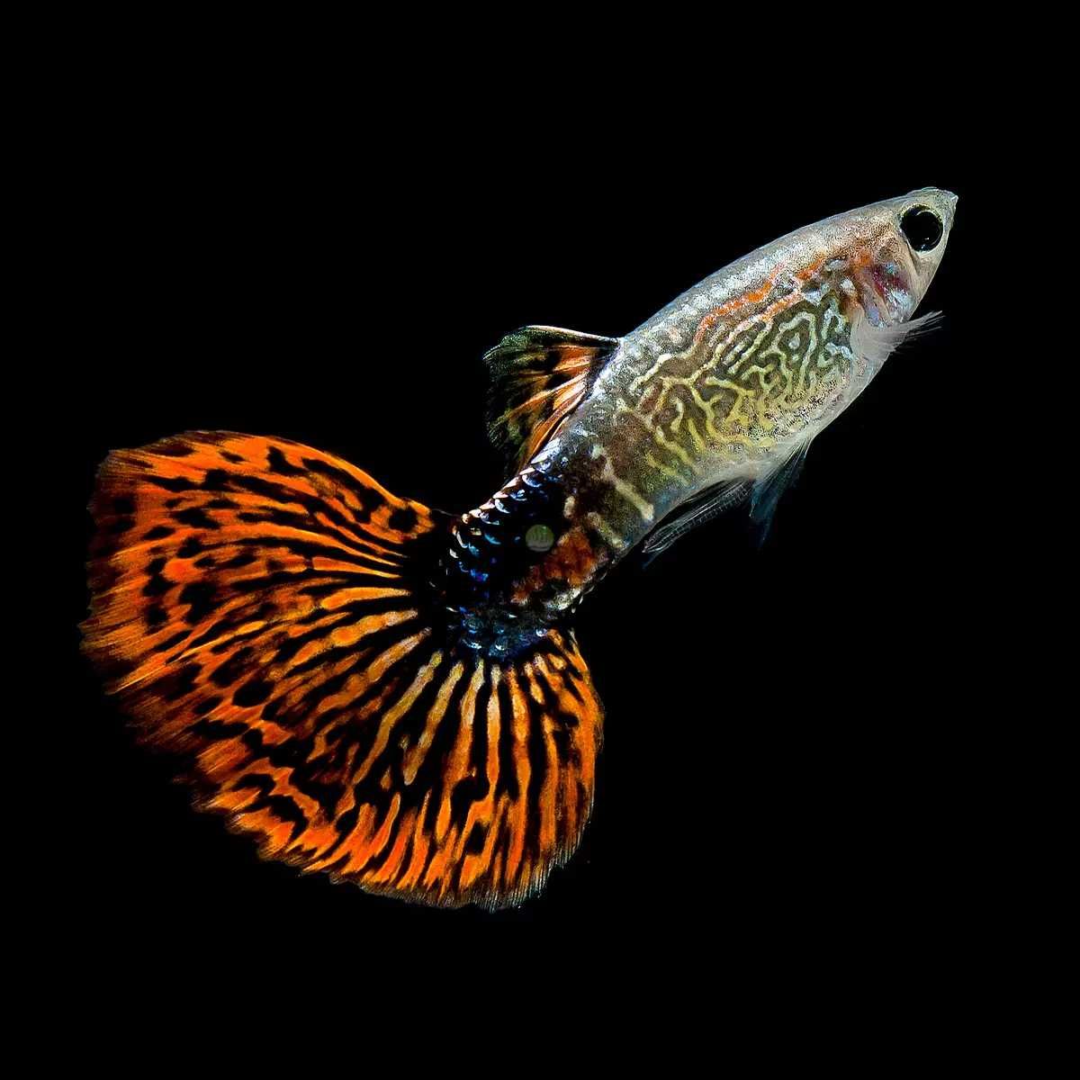 GB Gupik Cobra Red - ryba krajowa