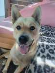 Pies typ "Akita" oddam