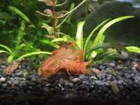 Lagostins Cambarellus texanus / diminutus / patzcuarensis orange CPO