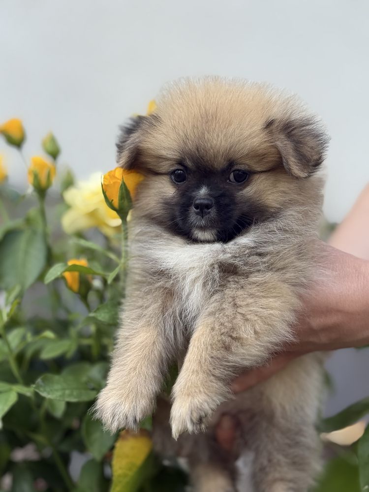 Гарний хлопчик рудий