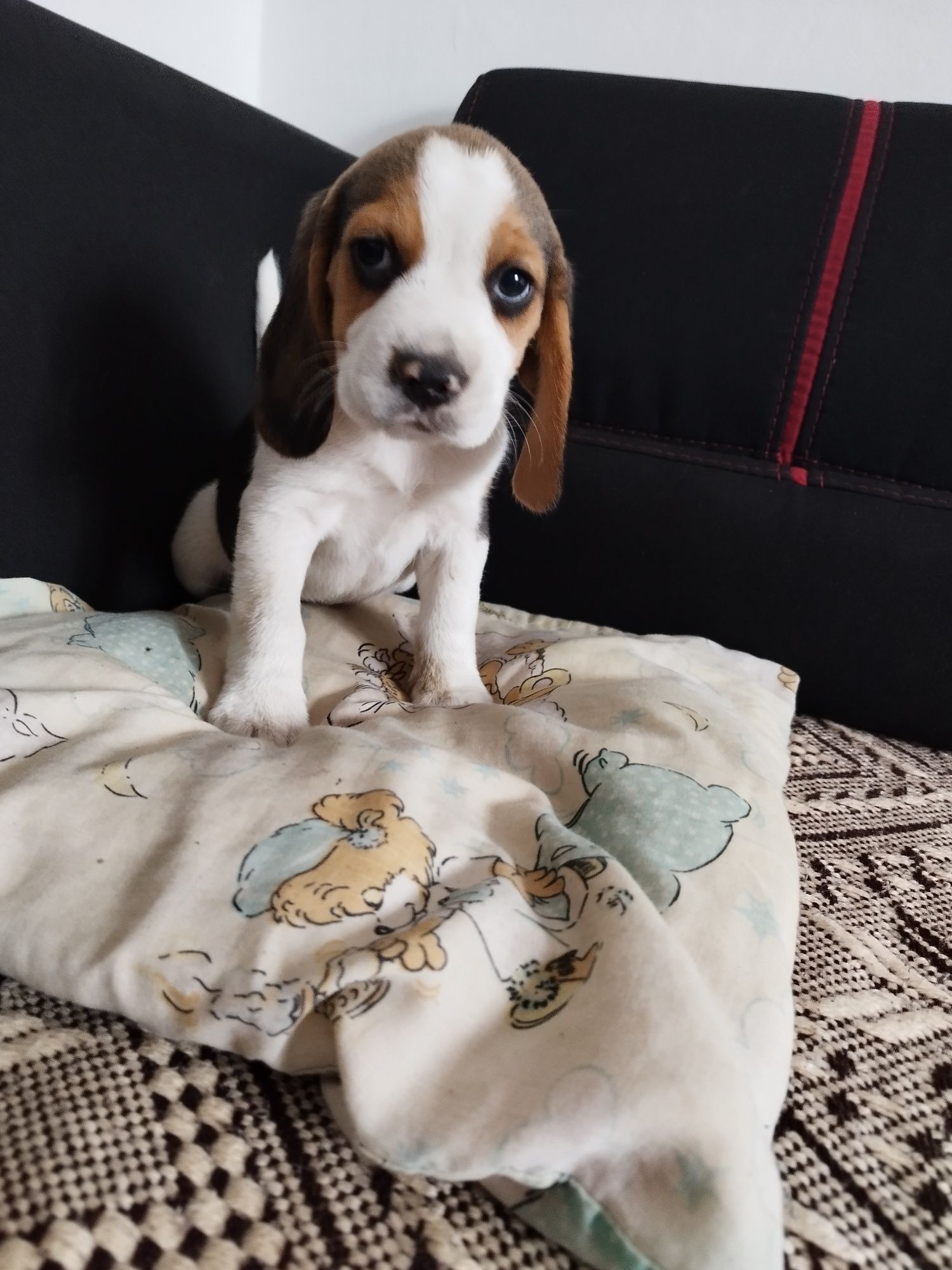 Rasowy szczeniak Beagle tricolor po rodzicach z profilem DNA