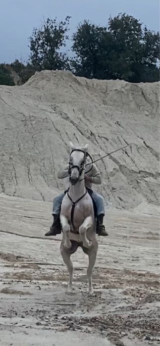 Vendo egua lusitana pura