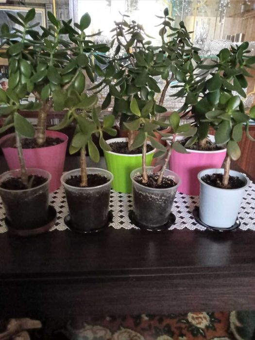 Комнатные растения Крассула \денежное дерево.