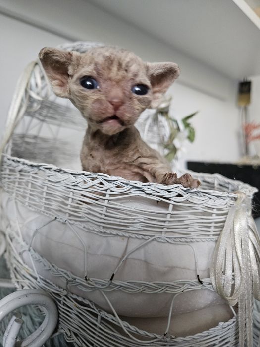 OLIMPIA kotka Devon Rex WCF