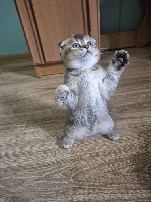 Шотландські кошенята
ред.