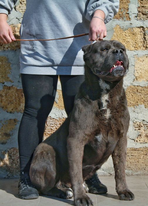 Вязка. Крупный серый ТОП Кобель кане корсо

ТОП к