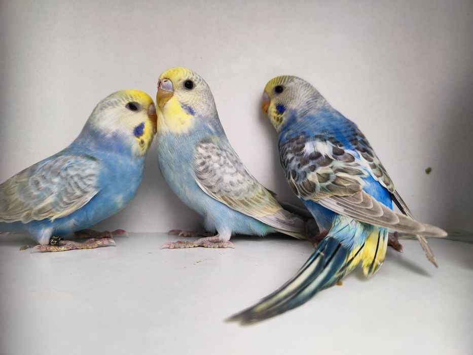 Papugi faliste tęczowe