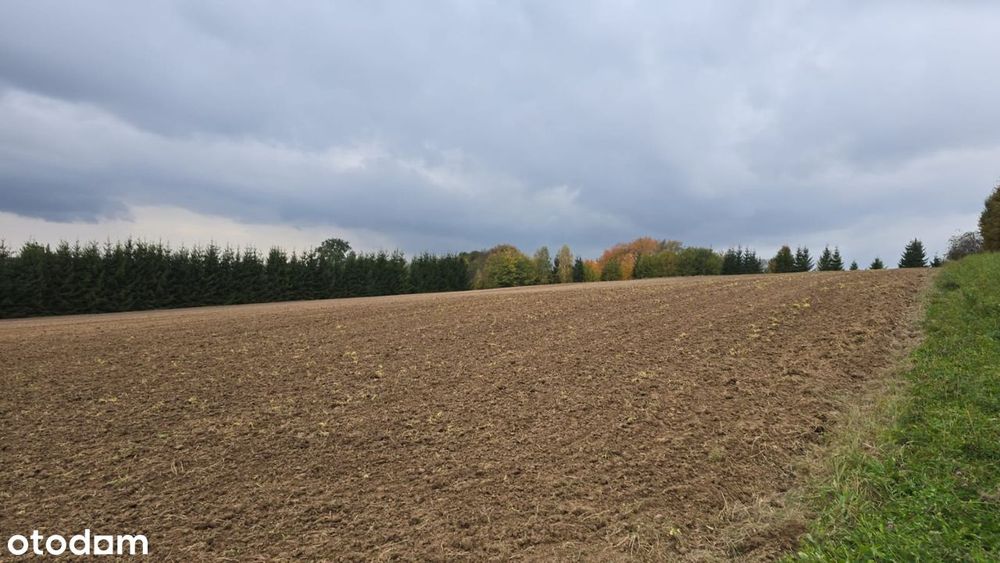 Atrakcyjna działka inwestycyjna 27 259m² – Krajno Pierwsze gmina Górno