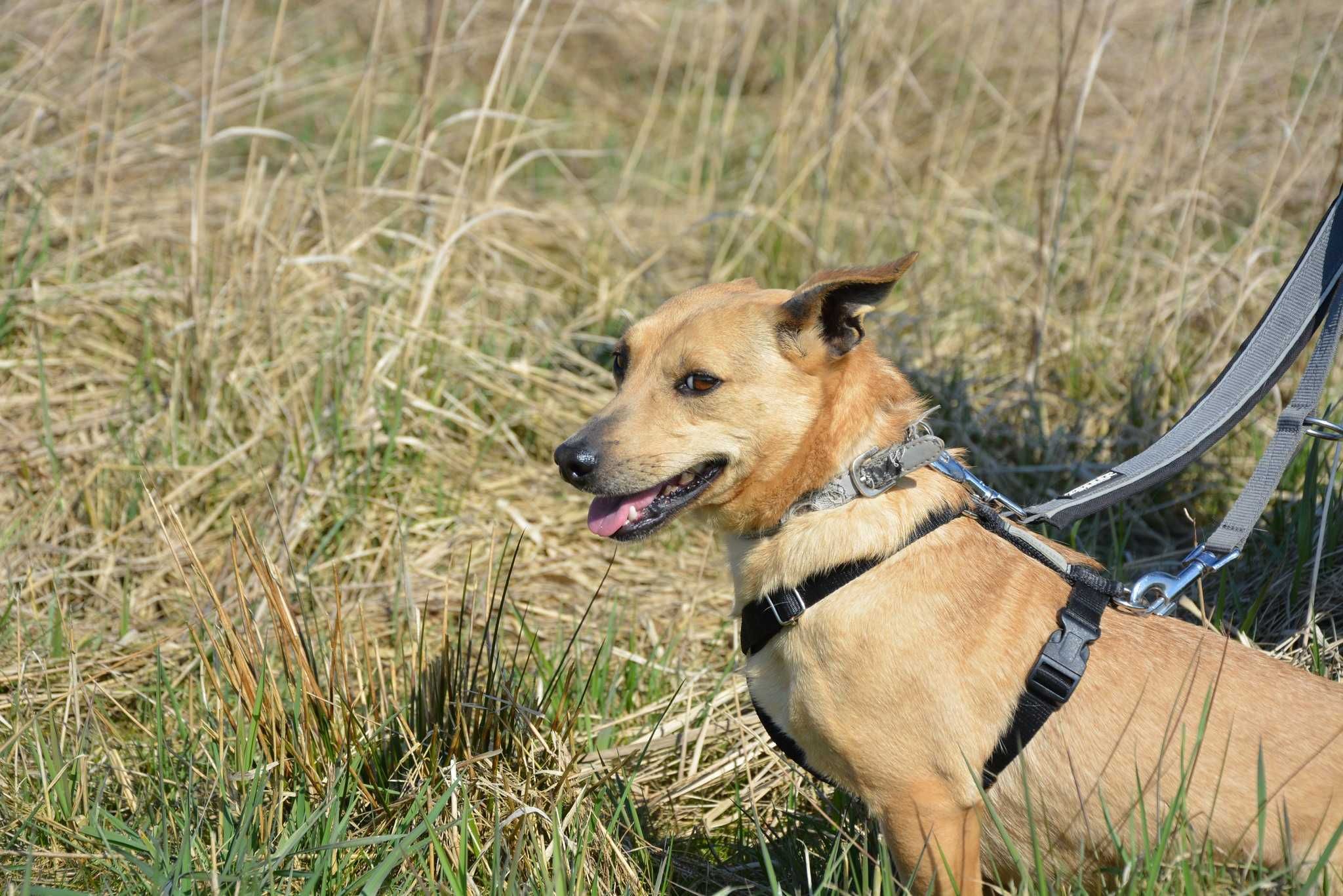 Pestka - WYSTRASZONA malutka sunia szuka kochającej rodziny ADOPCJA