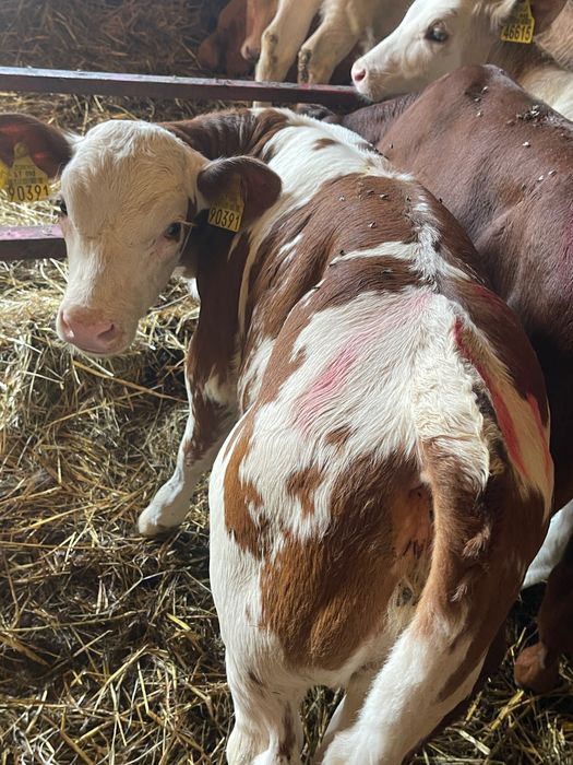 Cielaki mięsne każda ilość Krosno