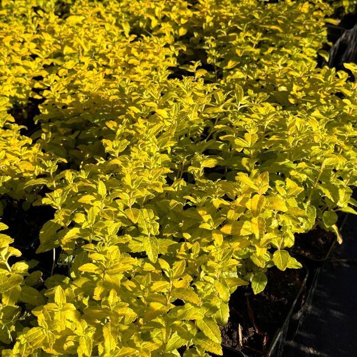 Przetacznik rozesłany żółty 'Aztec Gold' (Veronica prostrata) 1.0L