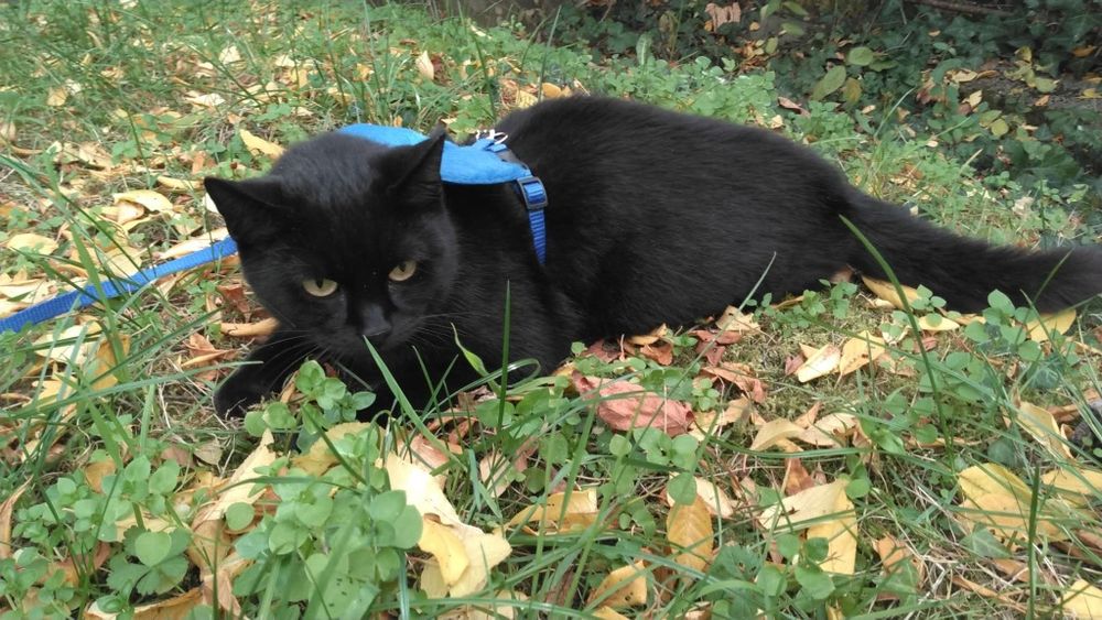 Ніжна стерилізована киця