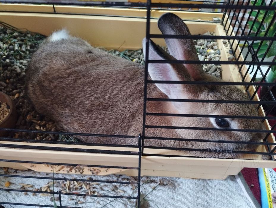 Крольчиха Мося декоративна