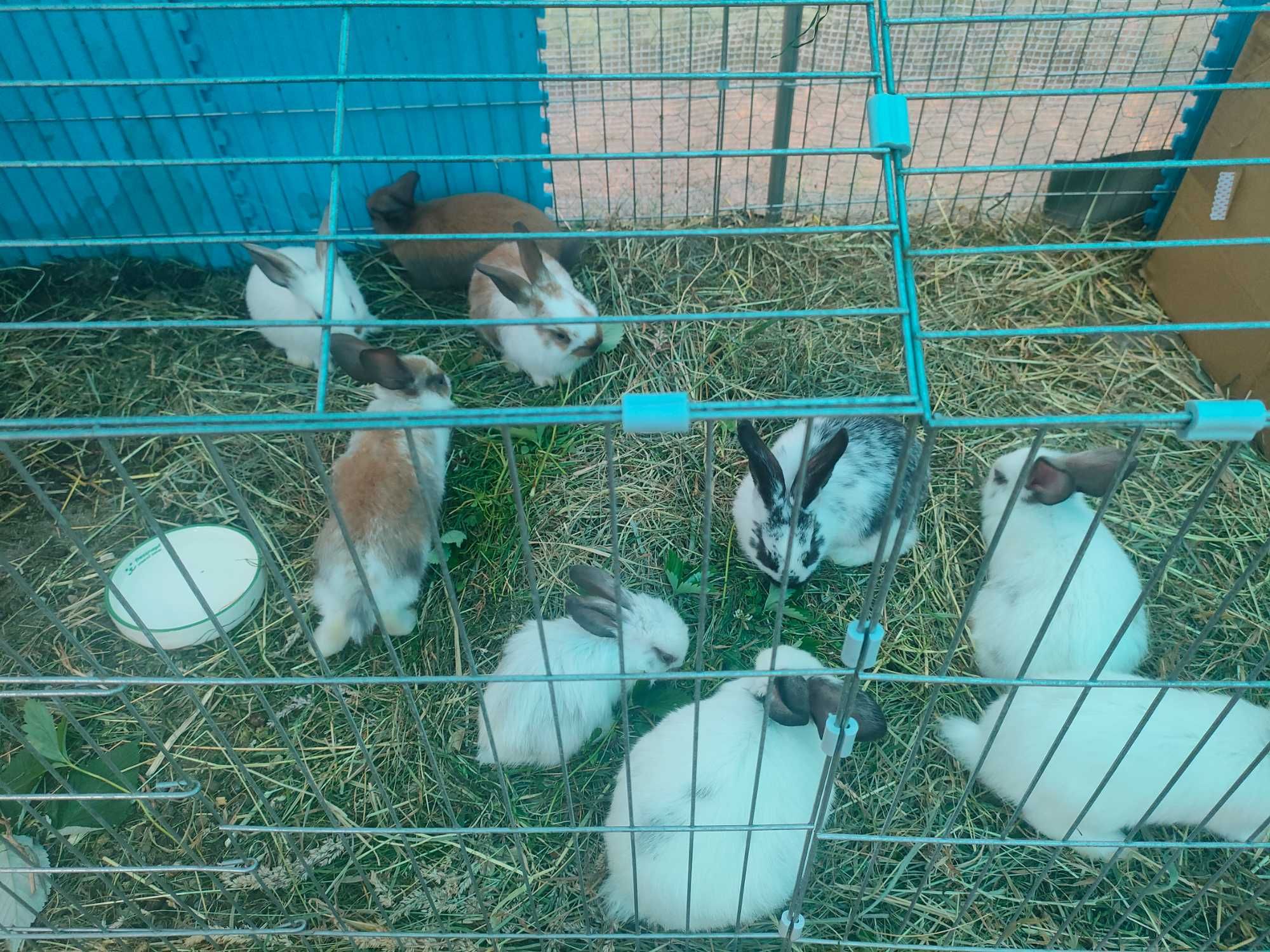 Oddam kroliki w dobre ręce- powiat otwocki