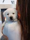 Labrador Retriever szczenie Wspaniałej Budowy Po ojcu pochodzenia FCI