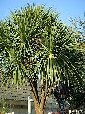 Fiteira/Cordyline australis