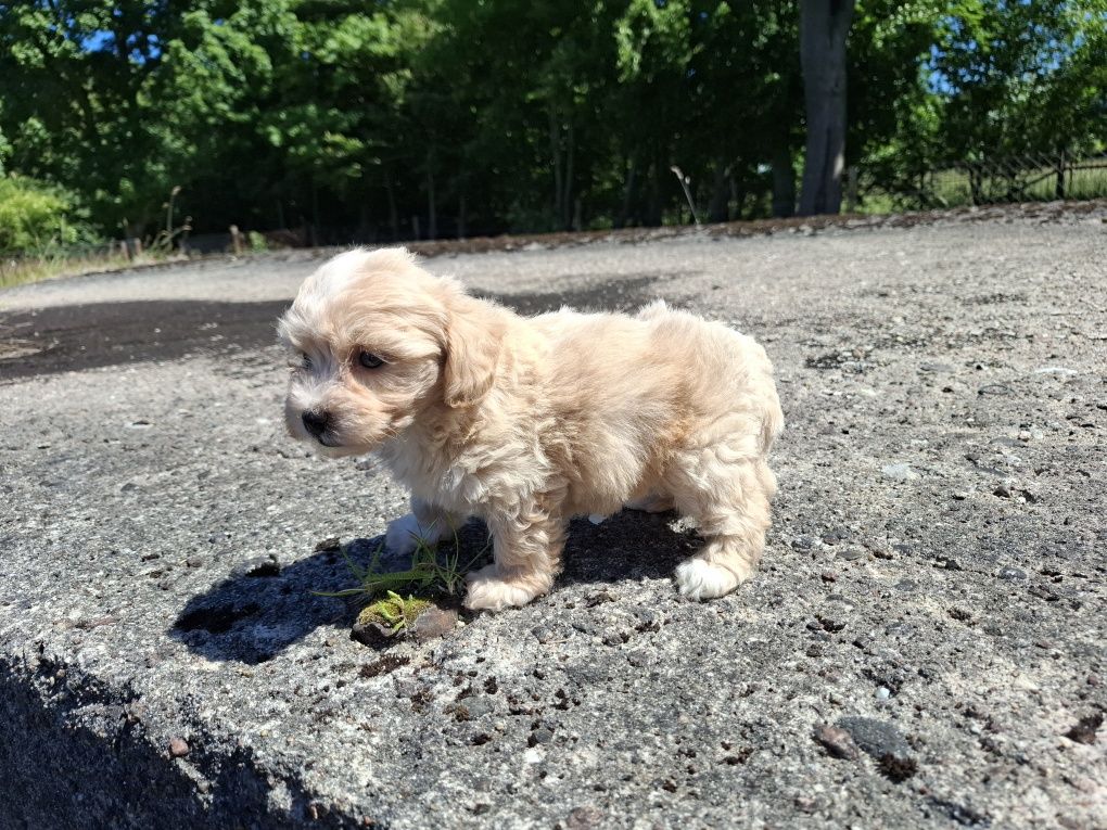maltipoo szczeniak suczka gotowa do odbioru