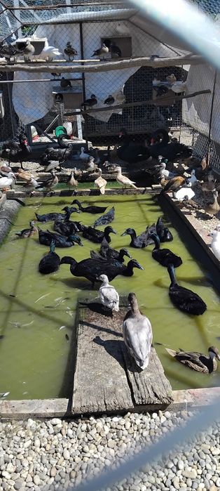 Aves patos mandarim branco, canela, vermelho, normal  .carolinos cinza