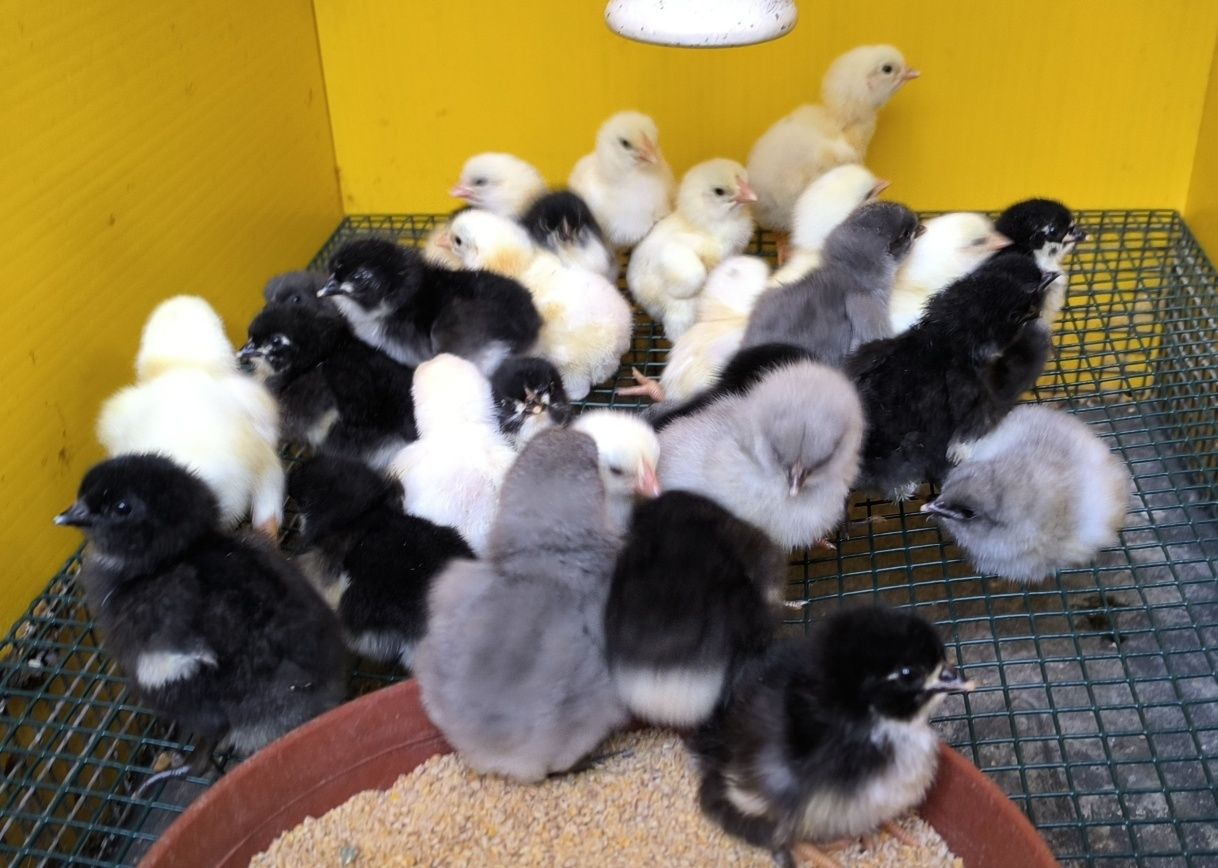 Pintos índio gigante, marans e Jersey gigante