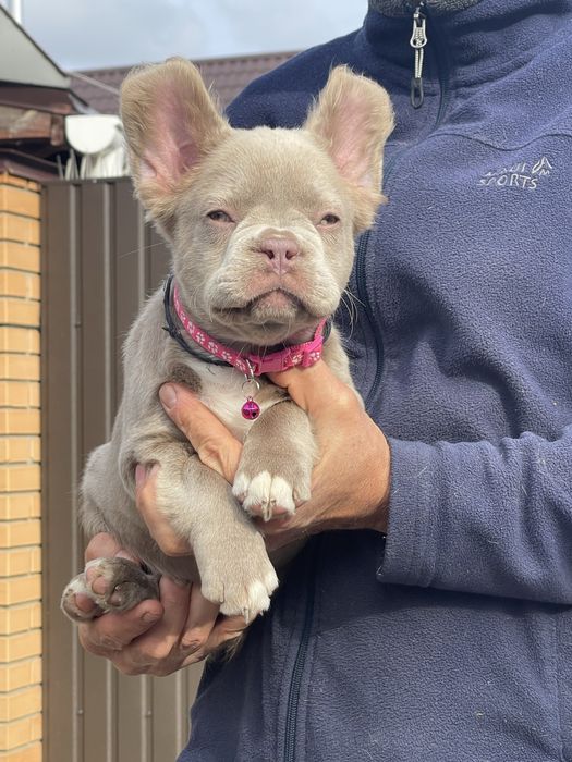 Флаффи Ньюшейд Изабелла француженка