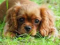 ZKwP FCI - Suczka Cavalier King Charles Spaniel