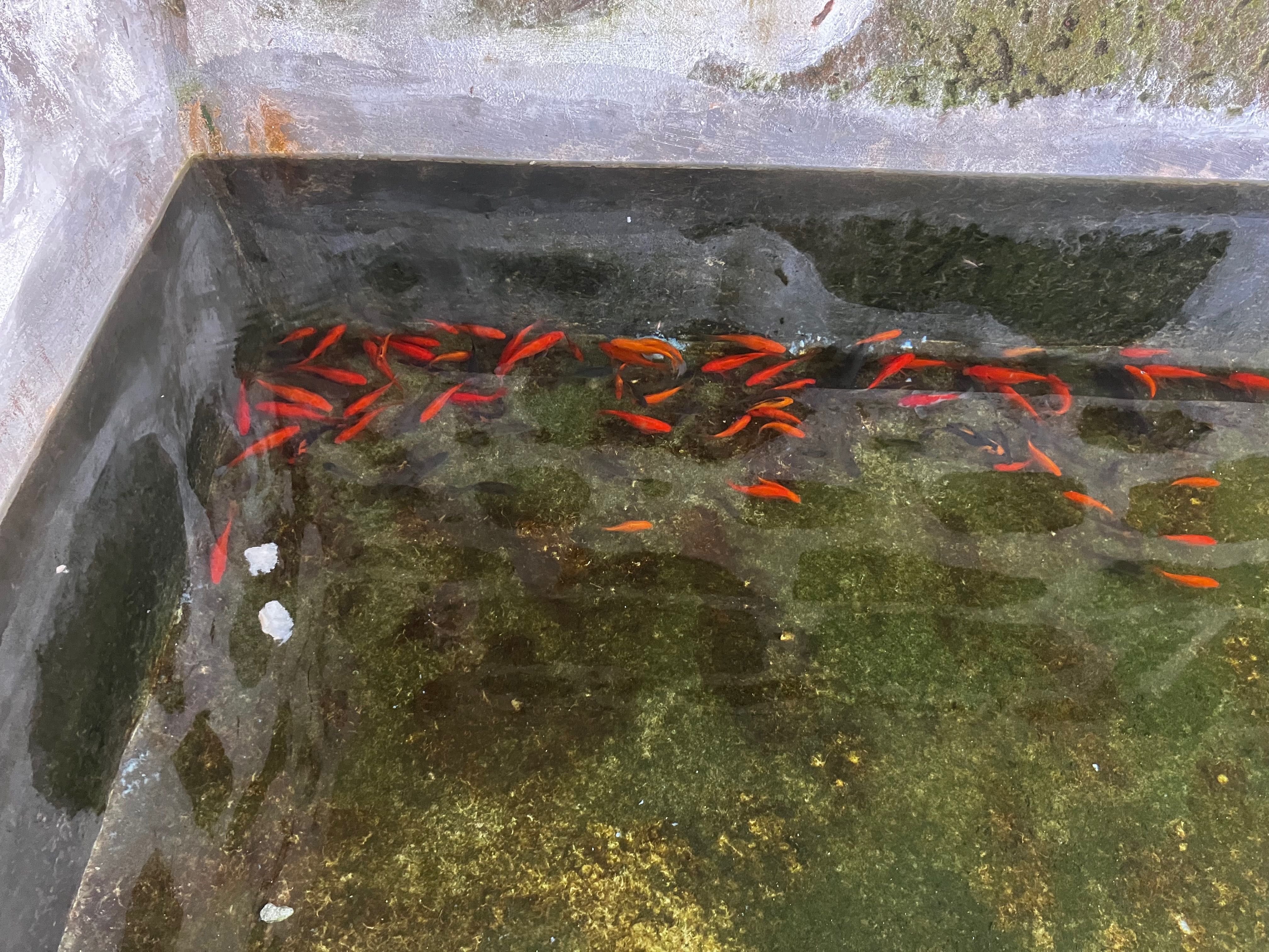 Peixes para lago ou aquário