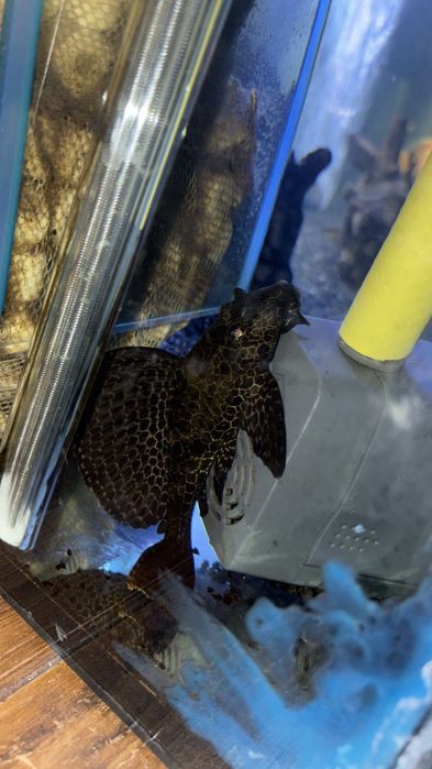 Plecostomus 15cm