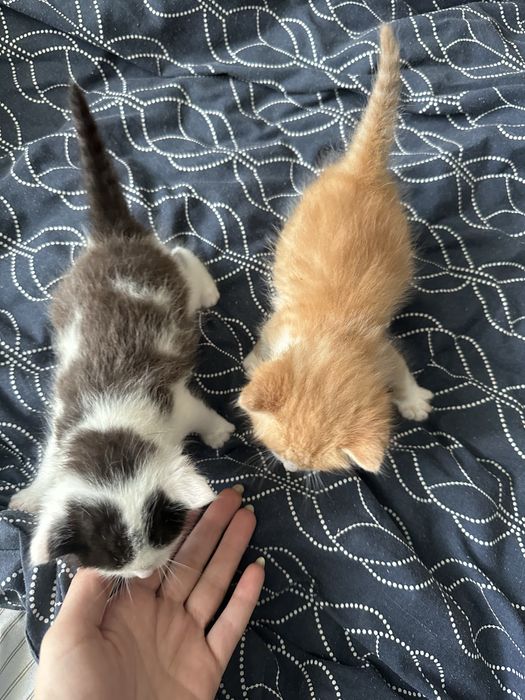 Кошеня безкоштовно