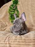 Magnífica blue  Bulldog/Bouledogue Francês. Qualidade