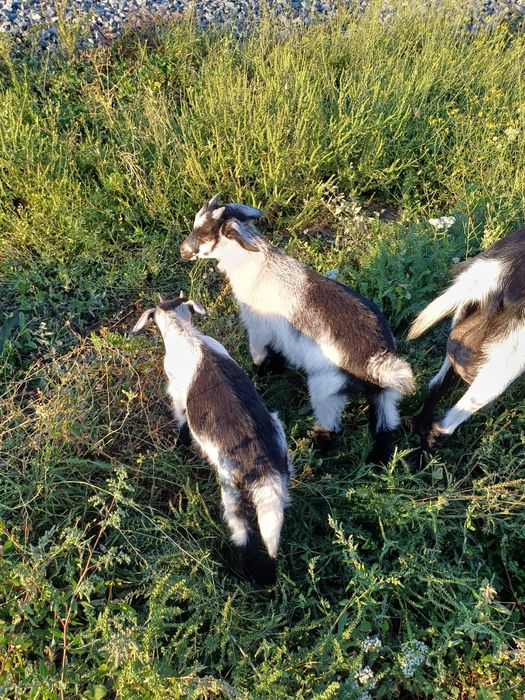 Продам козлят резвые.