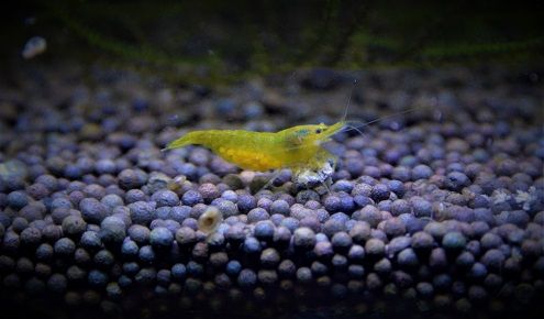 Caridina e Neocaridina PROMO