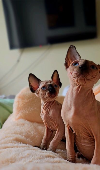 Przepiękne koteczka niebieskie oczka.kot sfinks