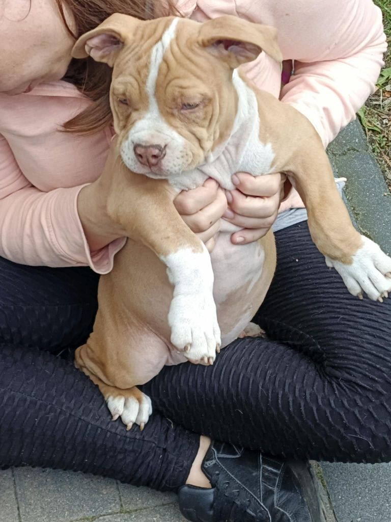 American Bully ABKC gotowa