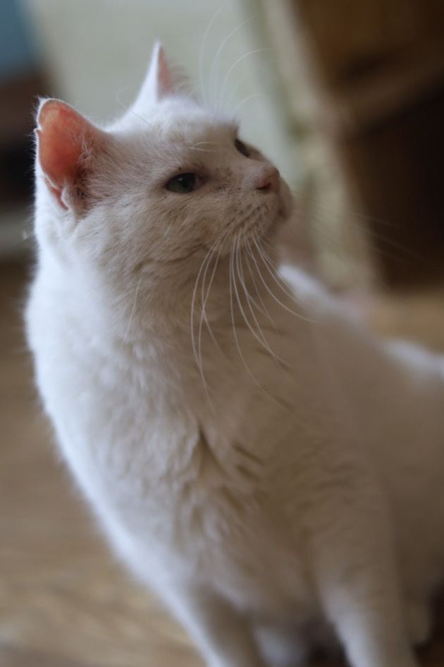 Белый шикарный кот Белый. Умница, боец 3 года