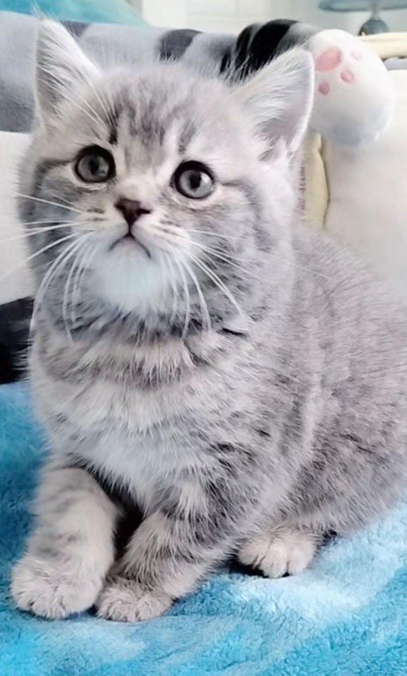 Menina fofa tabby silver