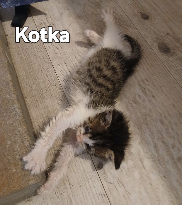 Małe kocięta do pilnej adopcji