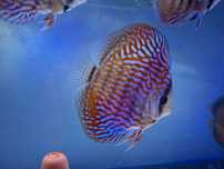 Dyskowce red turkus red turkus paletki